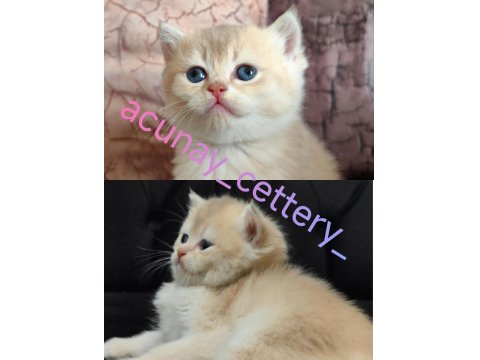 British Shorthair Kızım Yeni Yuvasını Arıyor