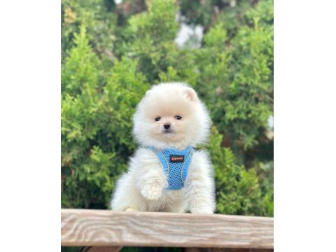 Safkan Pomeranian Boo Köpeklerimiz
