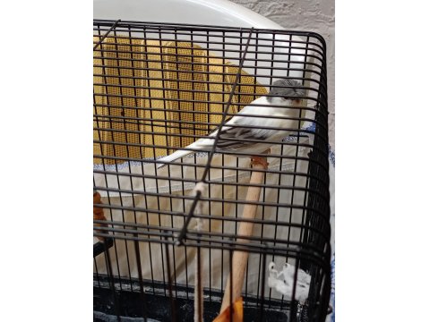 Alman Tepeli Kanarya