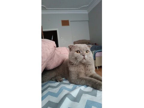 Scottish Fold Kedimize Dişi Arıyoruz