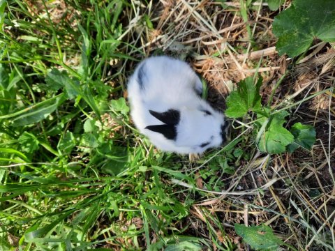 Kaliforniya Damalı Tavşan