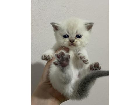 Scottish Fold Ve Scottish Straight Bebekler