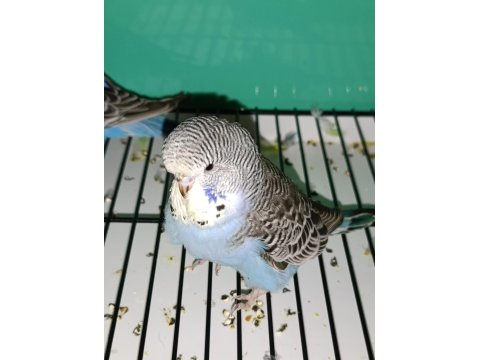 Yeni Yeme Düşmüş Muhabbet Kuşu Yavrular