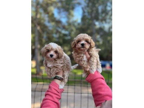 Red Maltipoo Yavrular (Wc Eğitimli)