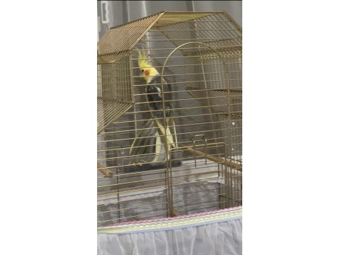 Yavru Erkek Sultan Papağanı