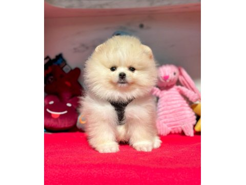 Safkan Pomeranian Boo Yavrular