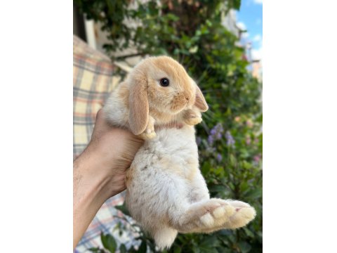 Safkan Evcil Yavru Tavşanlar Her Yere Gönderim