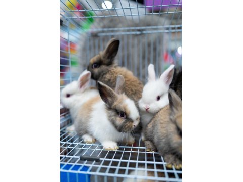 Çok Tatlı Yavru Aslanbaş Türü Tavşanlar Renk Renk