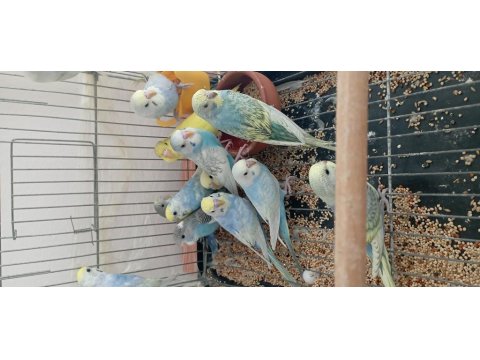 Boncuk Muhabbet Kuşu Kardeşler 25/30 Günlük