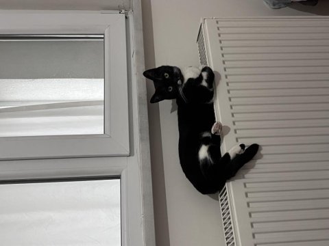 Kedimiz Oreo İçin Yuva Aranıyor