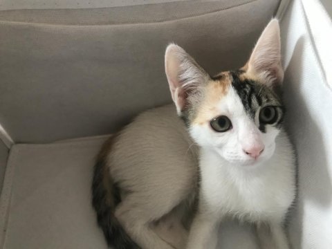 Ömür Boyu Kedimizi Sevebilecek Misin?