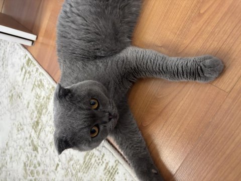 Scottish Fold Erkek Kedimiz