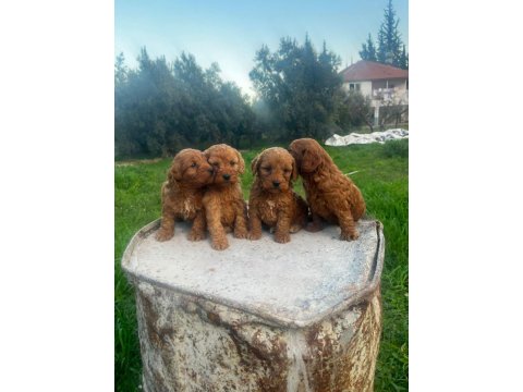 Büyümeyen Maltipoo Yavrularım