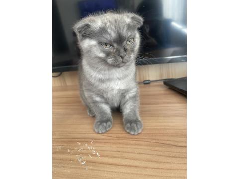 Dişi Scottish Fold