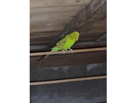 Jumbo Erkek Yeşil Muhabbet Kuşu