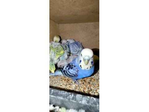 Muhabbet Kuşu Alıştırmalık