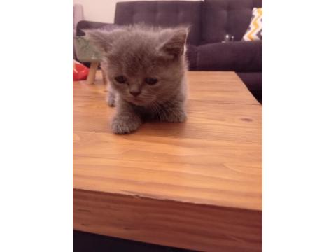 British Shorthair Blue Point