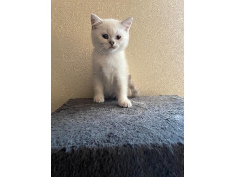 Scottish Straight Erkek