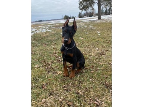 Sağlık Ve Irk Garantili Dobermanlar