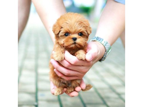 Toy Poodle Güzel Yavrularım