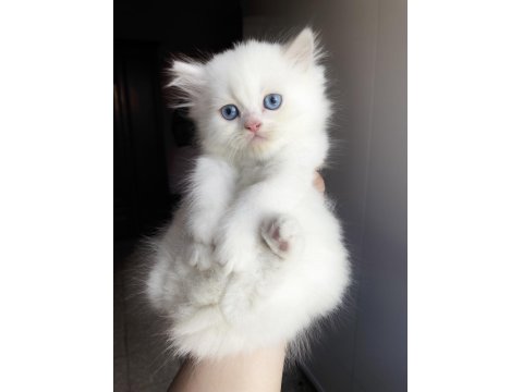 Safkan Beyaz British Longhair Erkek