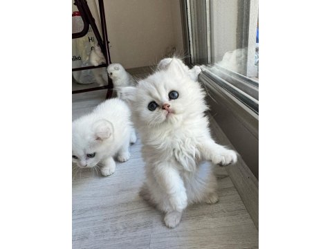 Kendi Kedimin Yavruları