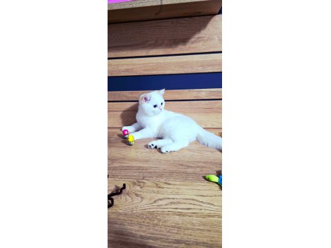 Kaliteli Şampiyon Aile Erkek Yavru British Shorthair