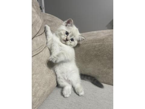 2.5 Aylık Dişi Özel Seri Kedimiz