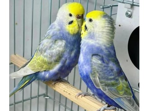 Çocuklar Bile Eğitebilir Muhabbet Kuşu