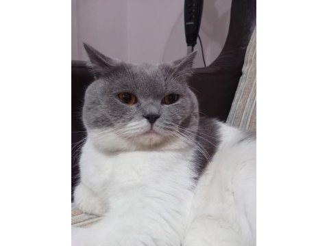 Kedimiz Oğlum Çakıl Yeni Yuvasını Bekliyor