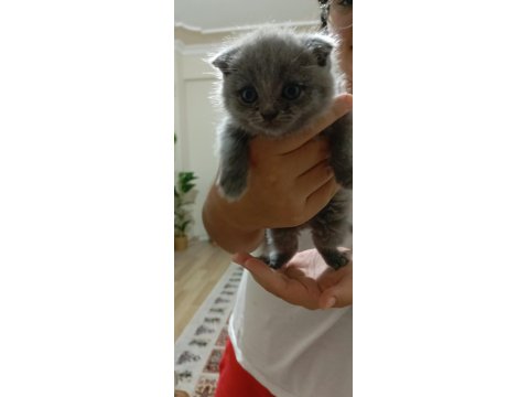 İki Aylık Dişi Acil British Longhair