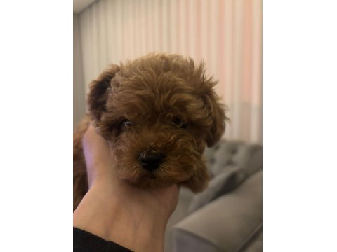 Toy Poodle Kore Yavrumuz Satılıktır
