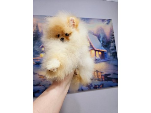4 Aylık Üst Düzey Dişi Pomeranian Yavrum