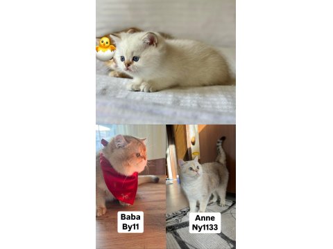 British Shorthair Golden Point