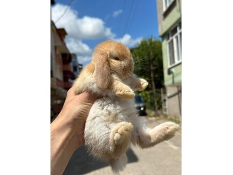 Hollanda Cüce Ve Mini Lop Tavşanı Yavrular Her Yere Gönderim