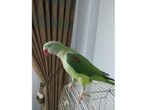 8-9 Aylık Erkek Alexander Tekirdağ İçi Elden Teslim