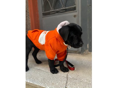 Siyah Erkek Cane Corso