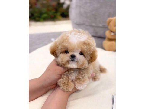 Kore Matipoo Köpeği Yavrularım