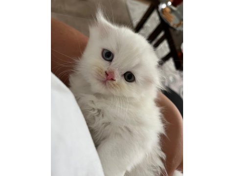 2 Aylık Temiz Yavru Çift Göz Scottish Fold