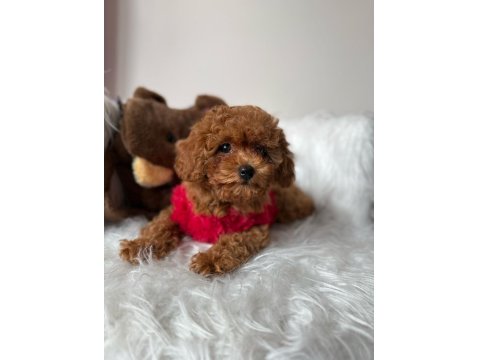 Mini Poodle Yavrular