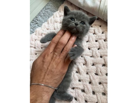 Lokum British Bebeklerimiz