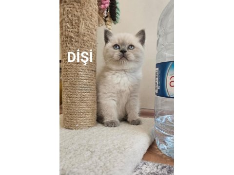 Safkan Show Kalite British Shorthair Dişi