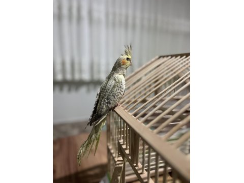 Evcil Sultan Papağanımız