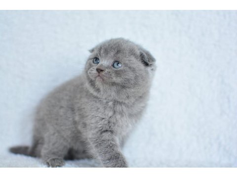 Topaç Gibi Yusyuvarlak Kafa Gri Scottish Fold