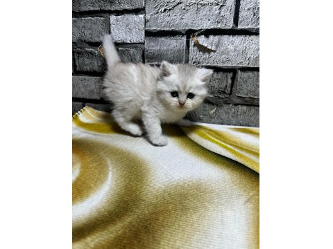 British Longhair Golden Point Dişi