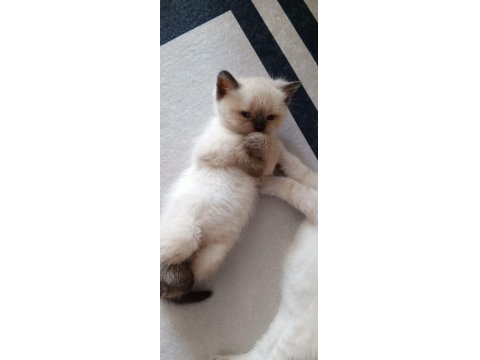 Safkan British Shorthair Anne Ve Babadan Olma Minik Yürekler