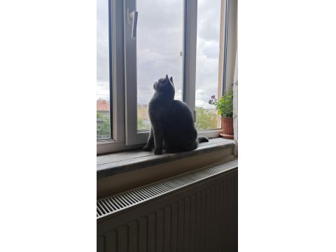 Safkan British Shorthair