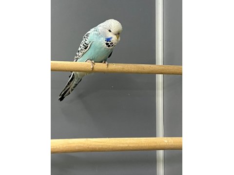 Show Jumbo Muhabbet Kuşu