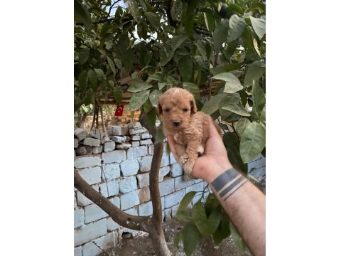Mikro Poodle Bebekler