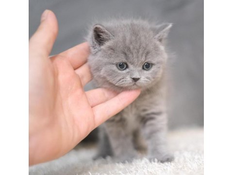 British Shorthair Yavruları